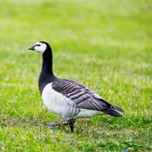 A black-white goose walking on a green pasture.