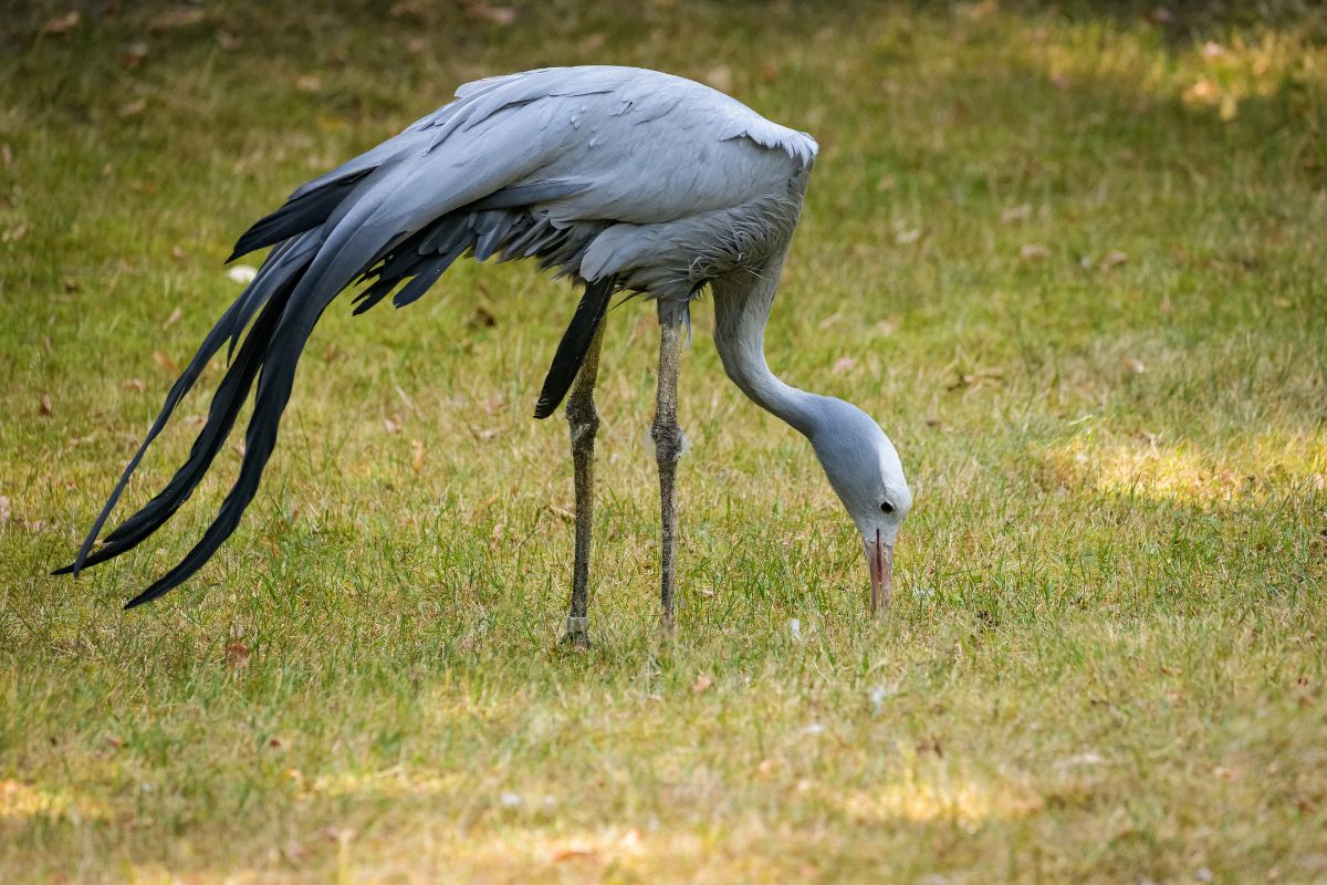 A blue crane eating grass on a pasture.