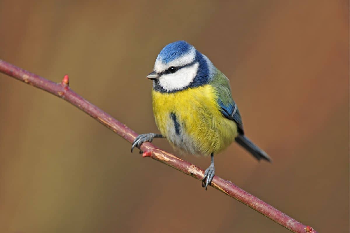A cute Blue Tit standing on a thin branch.