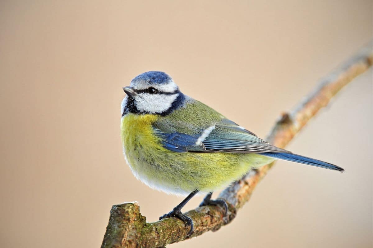 A cute Blue Tit standing on a tree branch.