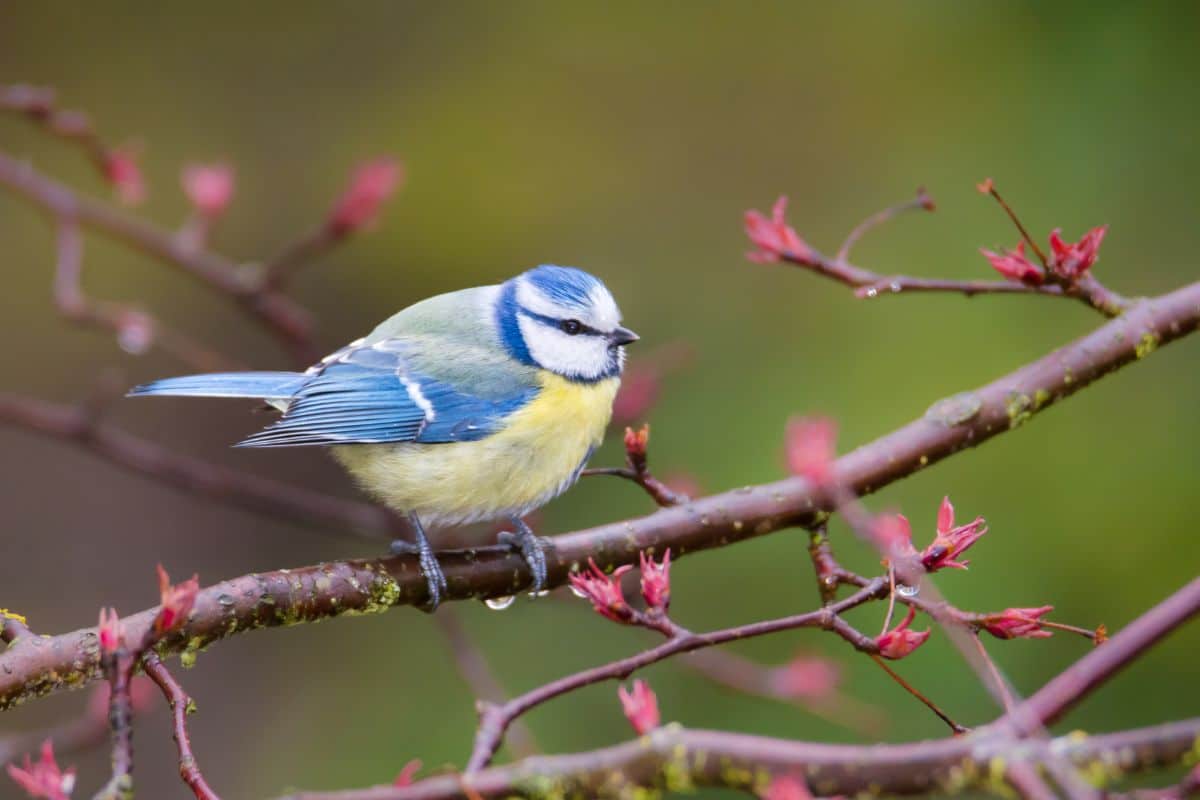 An adorable Blue Tit on a tree branch.