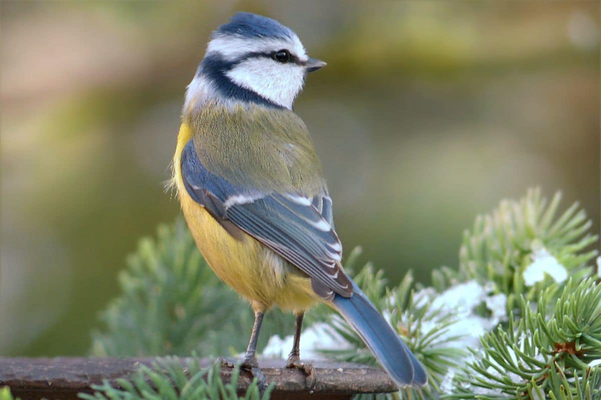 A cute Blue Tit sitting on a tree branch.