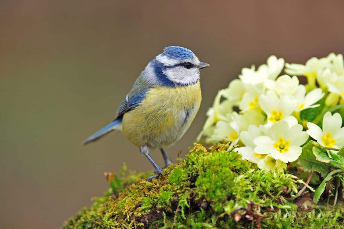 A cute Blue Tit standing near blooming flowers.