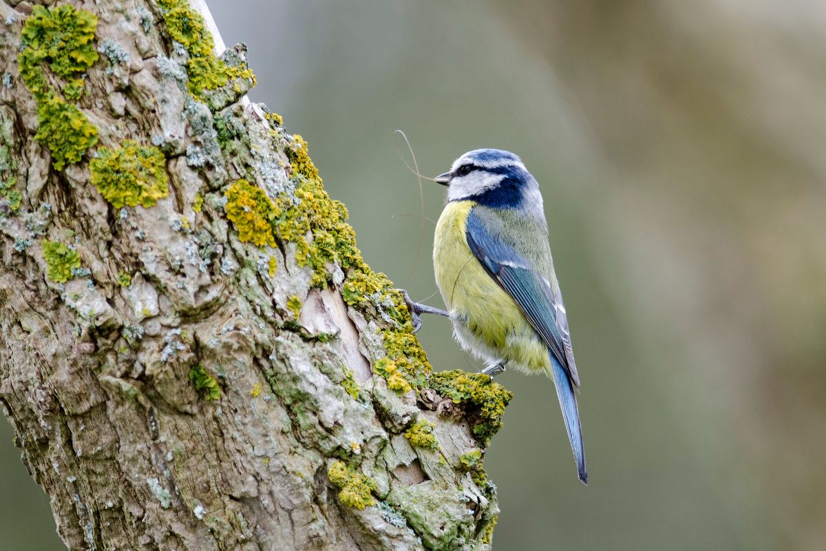 A Blue Tit on a tree colelcting a nest material.