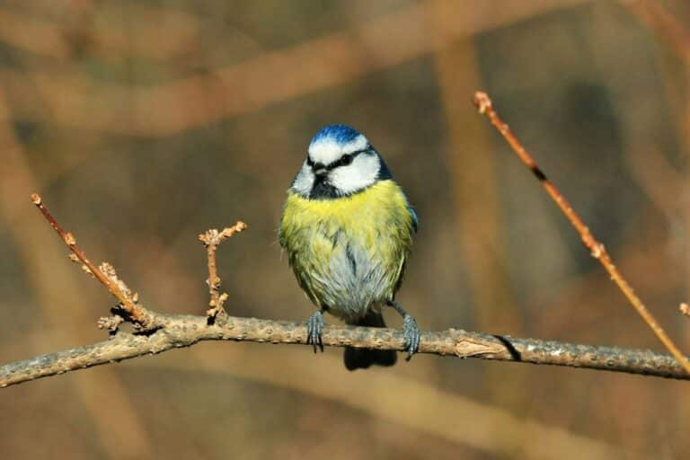 Tit Bird Family: Facts, Types, and Key Differences - Bird Nature