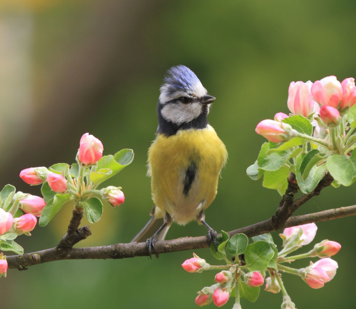 A beautiful blue tit perching on an apple tree branch.