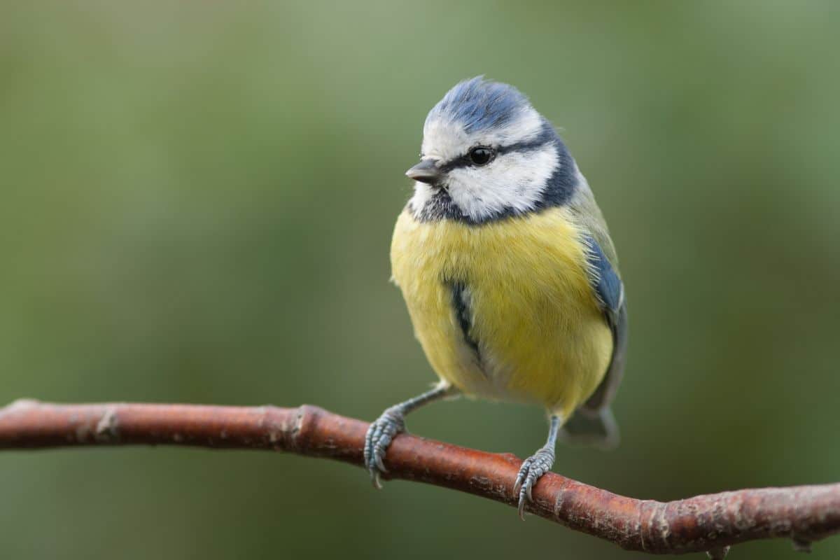 A cute blue tit perching on a branch.