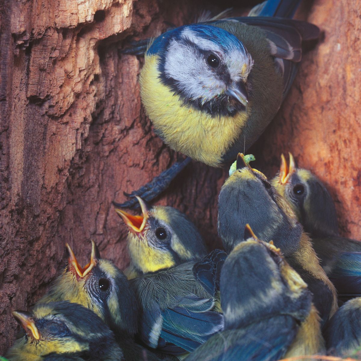 A Blue Tit feeding it's chicks in a nest.