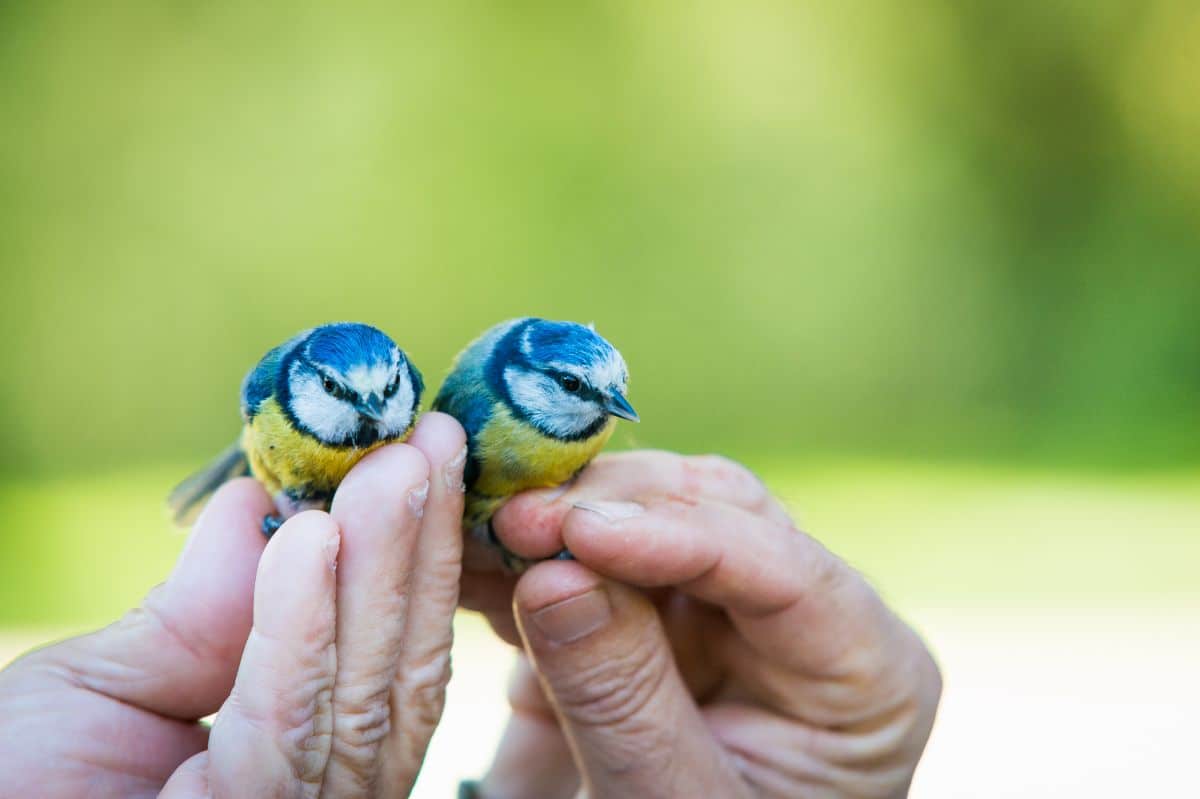 Two blue tit birds sitting on human hands.
