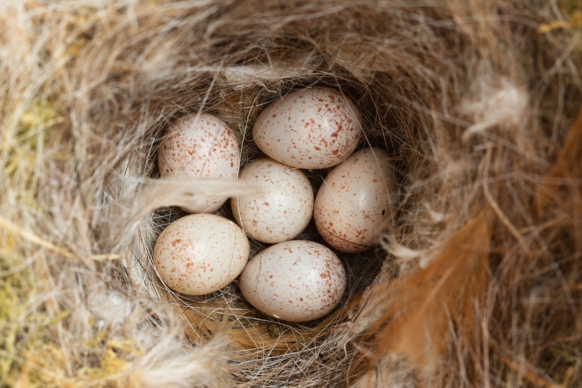 Six Blue Tit's eggs in a nest.