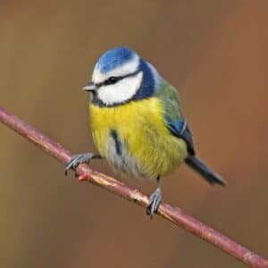 An adorable Blue Tit sitting on a branch.