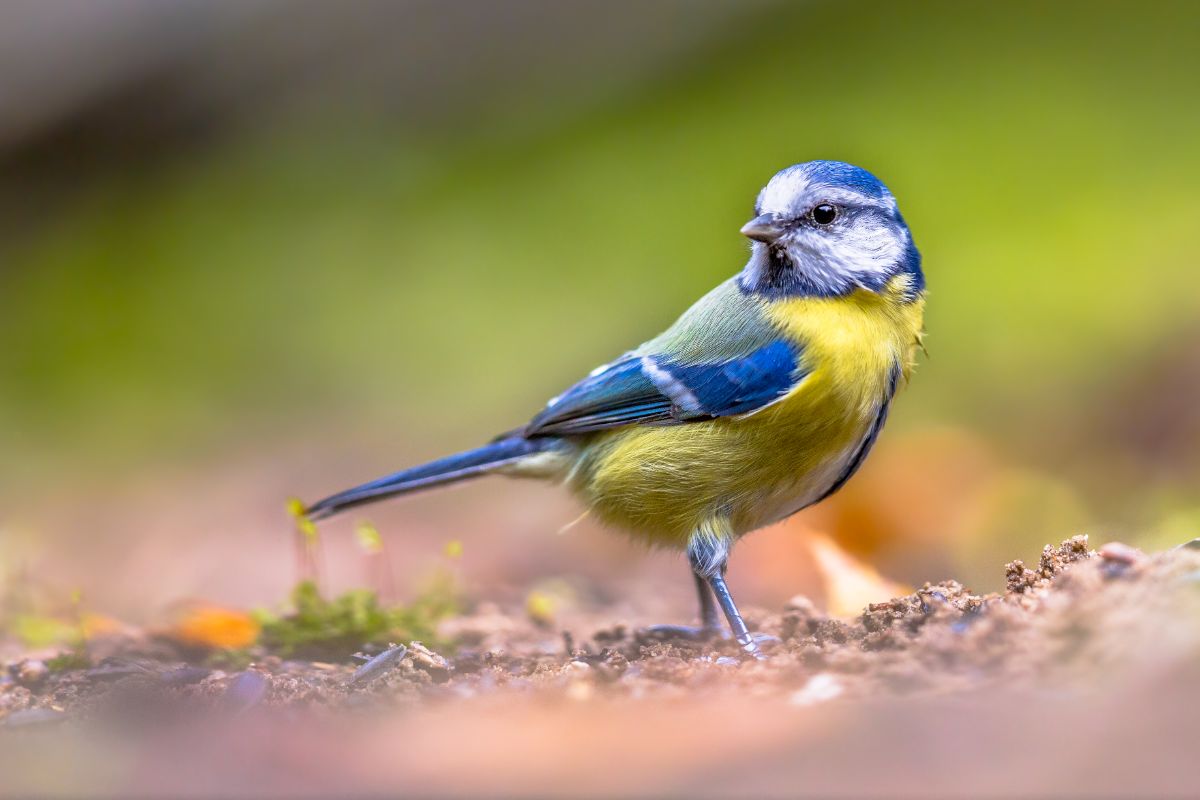 A beautiful blue tit standing on the ground.