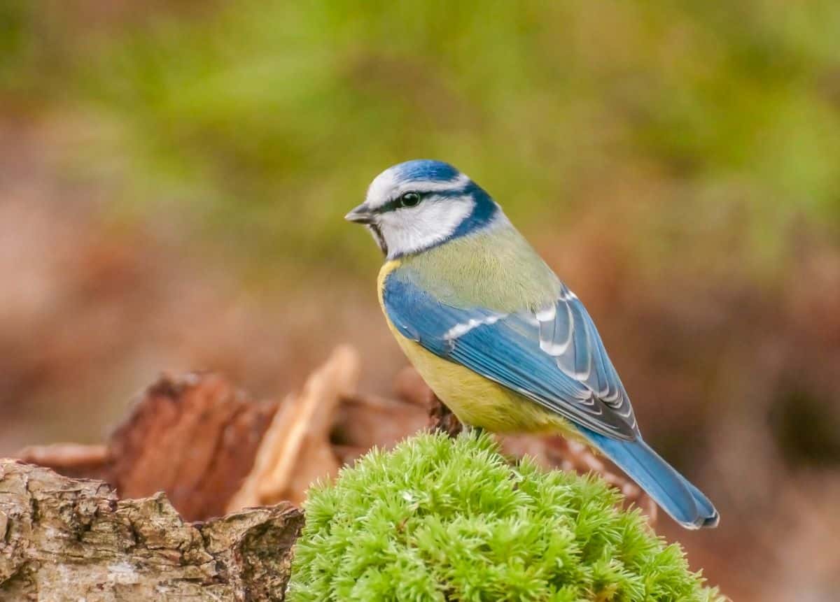 A beautiful blue tit standing on an old wooden log covered by moss.