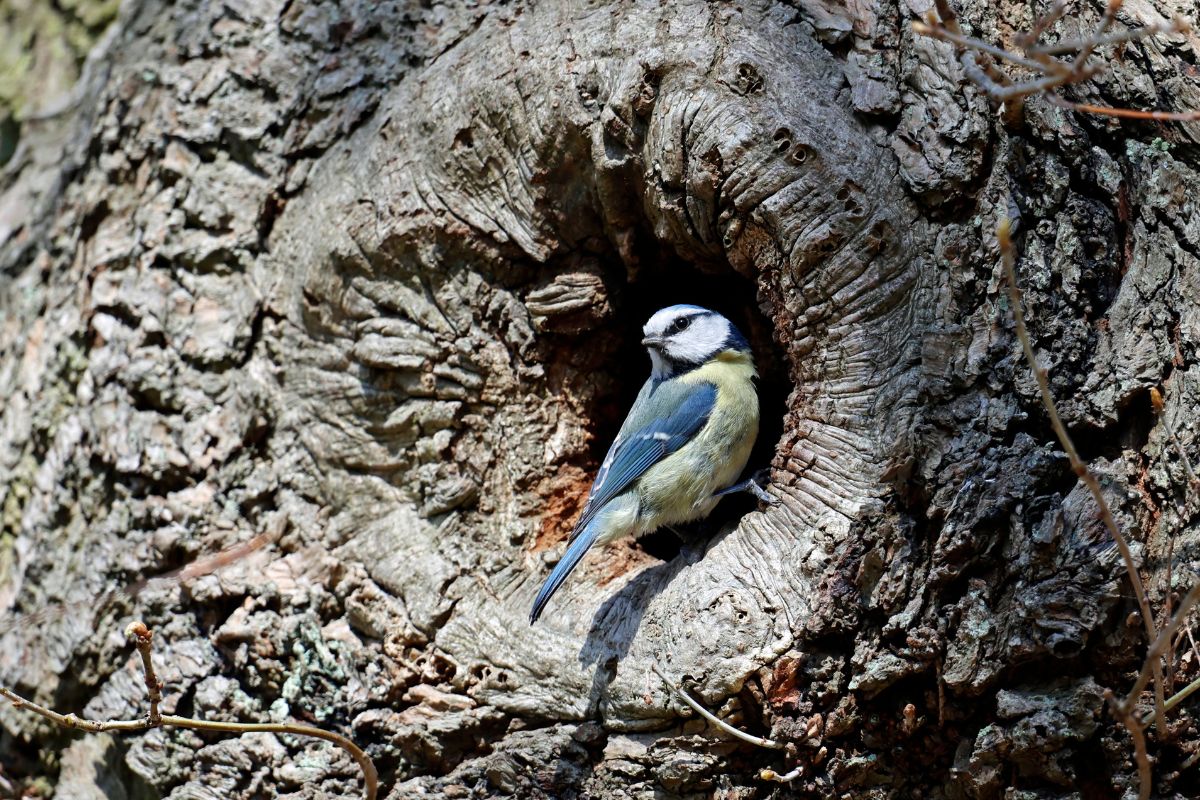 A Blue Tit standing at a nest enterance on a tree.