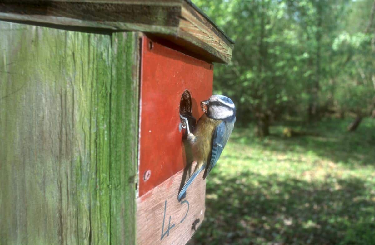 A blue tit at the nest box entrance.