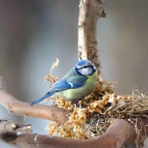 A Blue Tit making a nest on a tree.