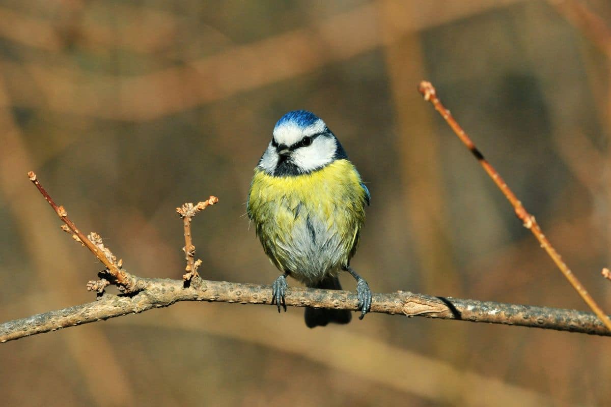 A beautiful blue tit perching on a branch.