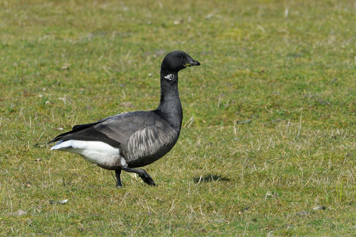 Brent Goose walking on a green pasture.