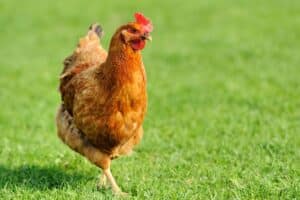 Do Chickens Have Tongues? (Answered) - Bird Nature