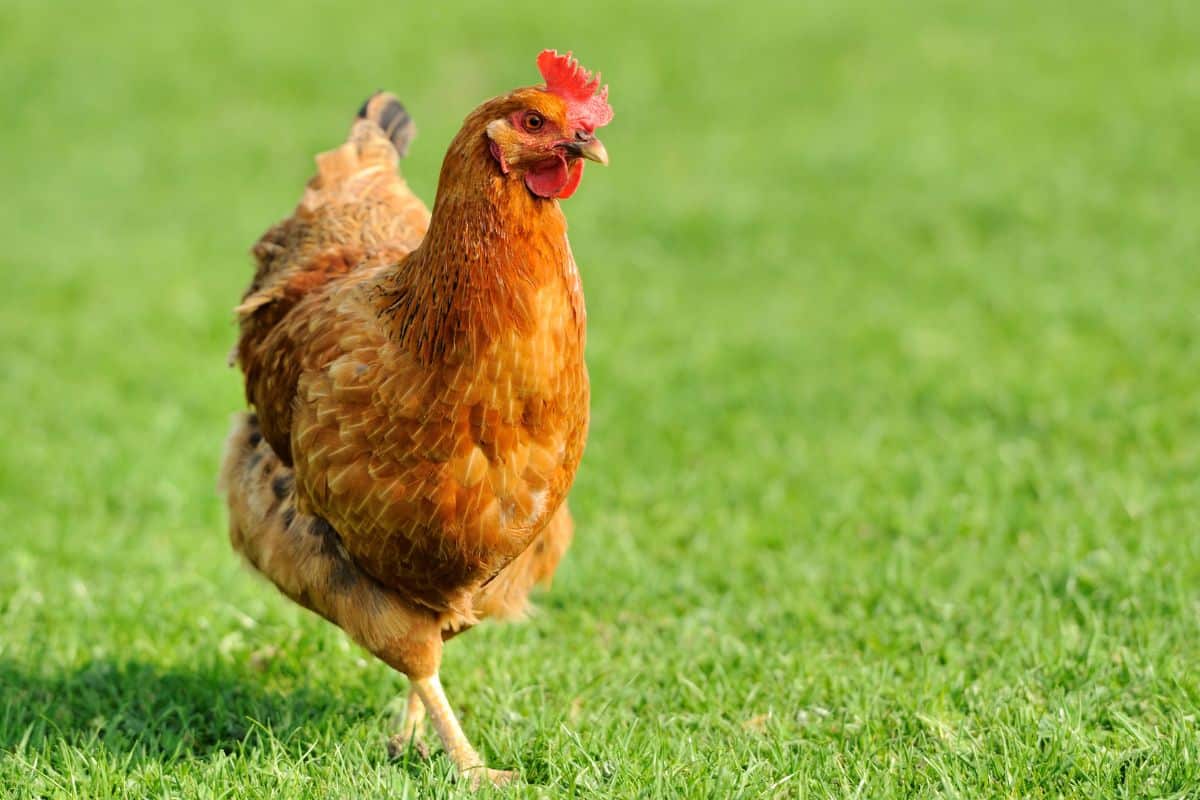 A brown chicken walking on a green pasture on a sunny day.