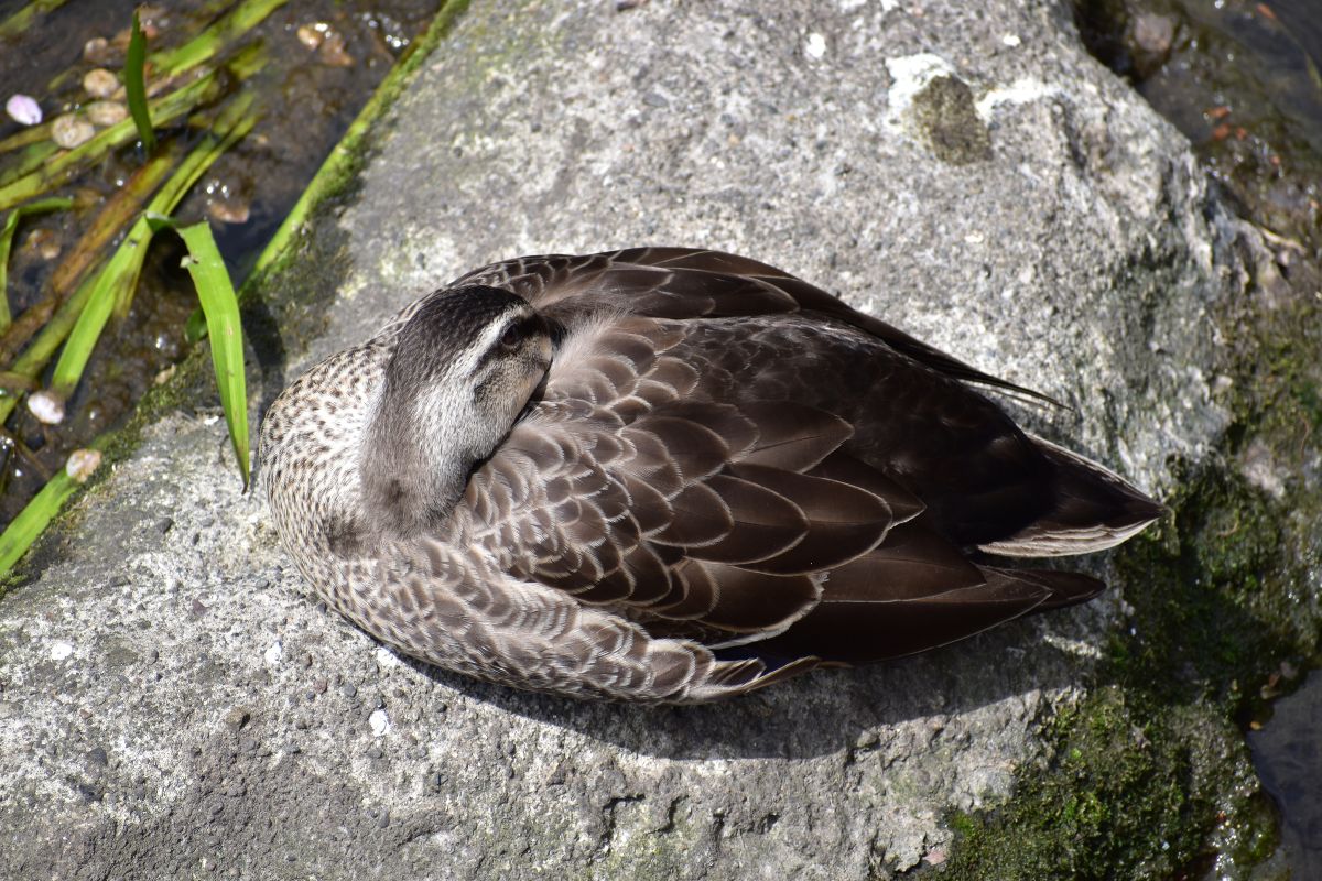 A brown duck sleeping on a rock near water.