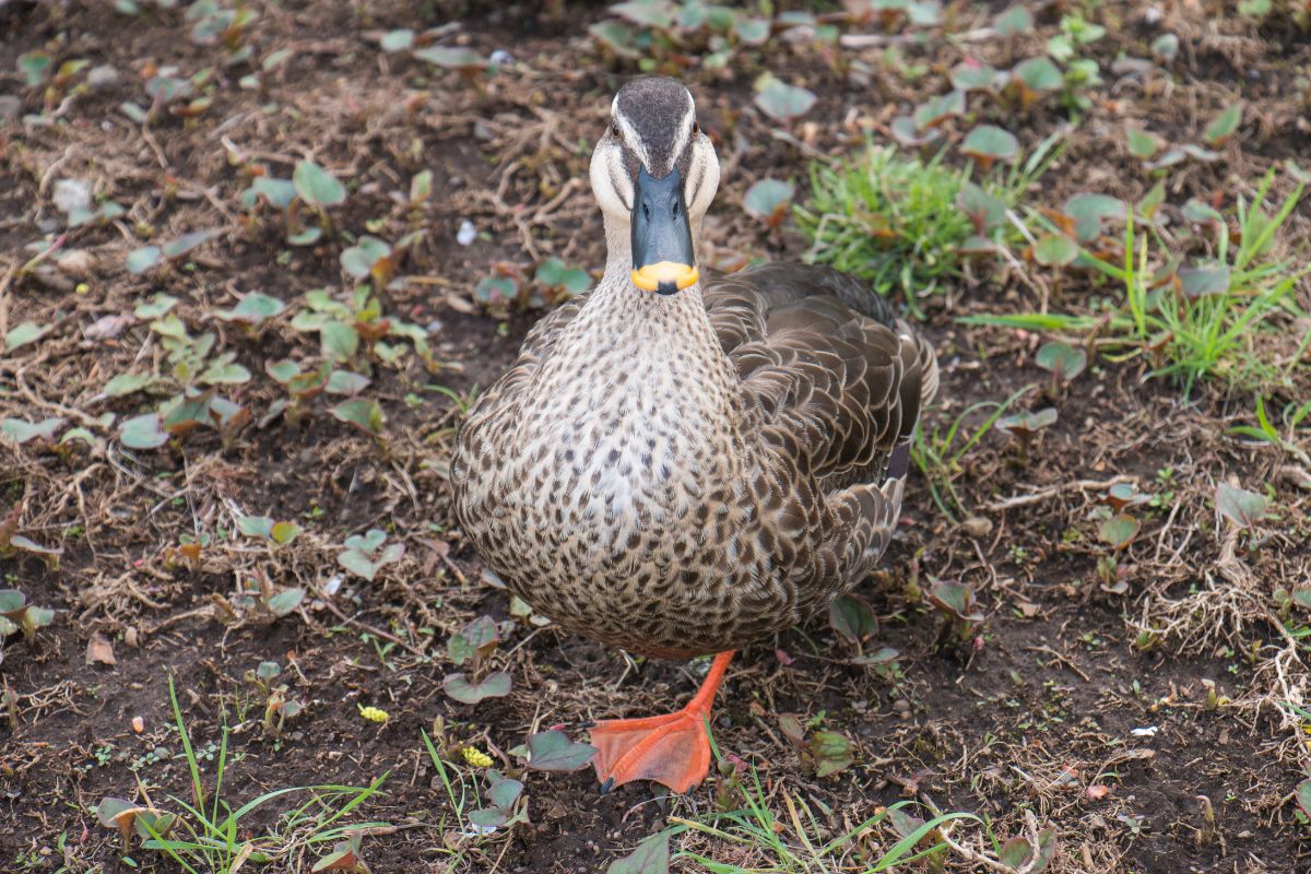 A big brown duck in a backyard.