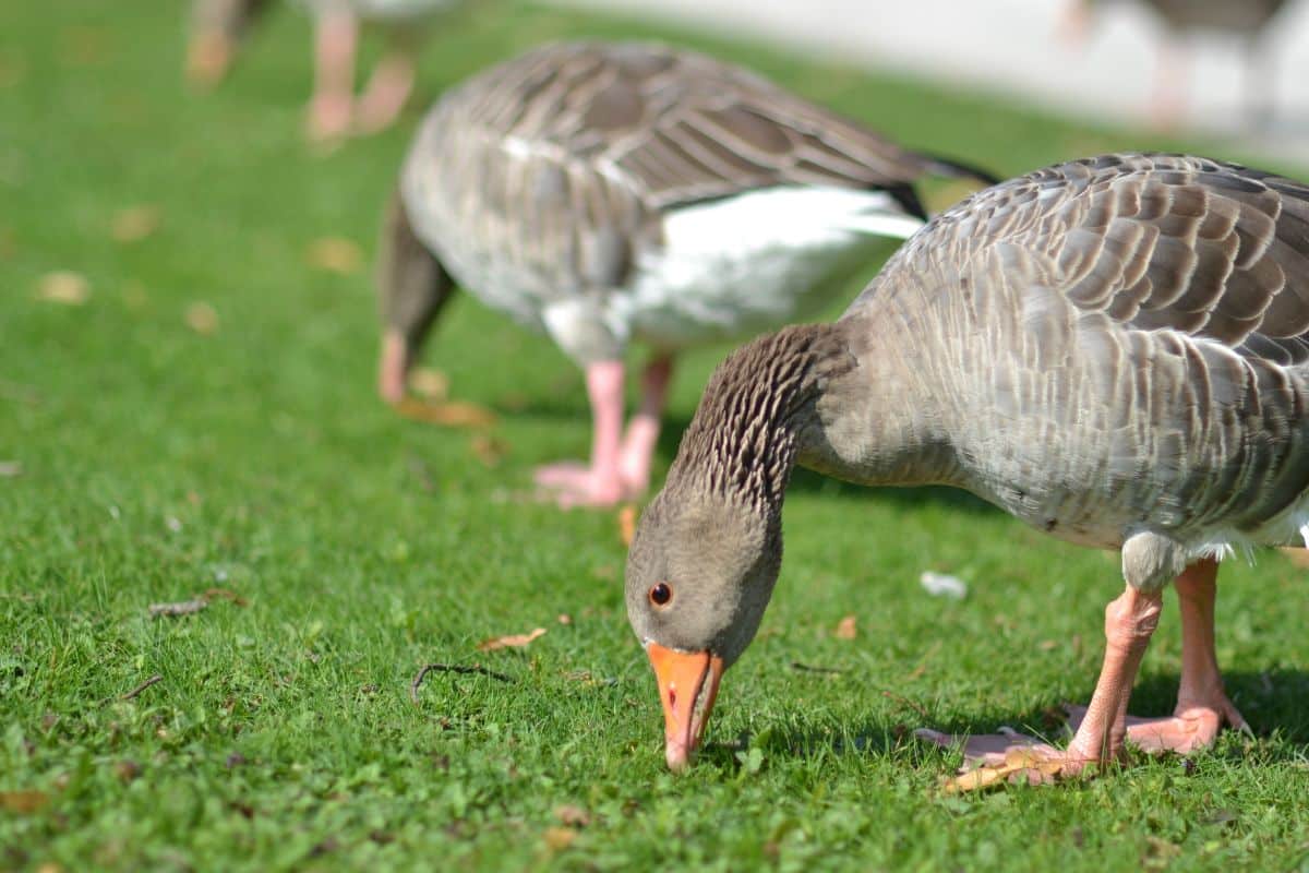 Brown ducks looking for food on a green pasture.