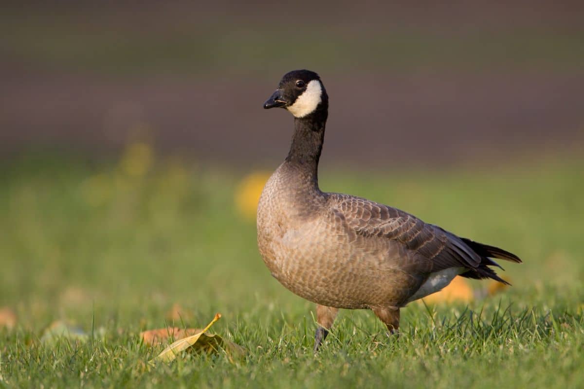 Cackling Goose walking on a green pasture.