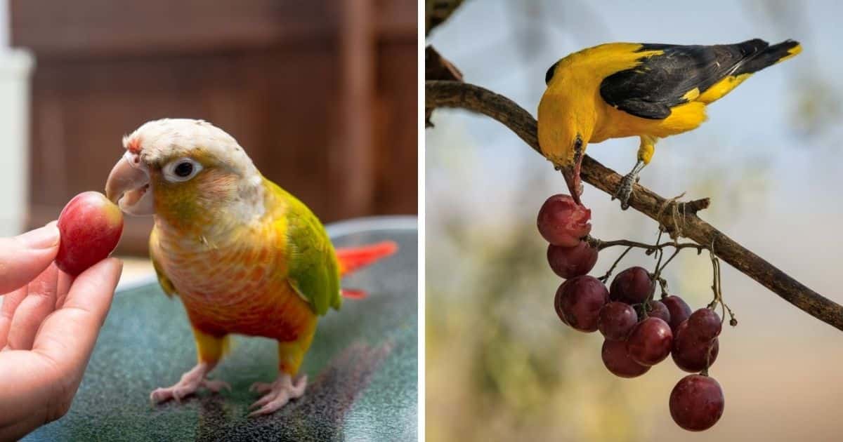 Can Birds Eat Grapes Answered Bird Nature Can Birds Eat Grapes Answered Bird Nature