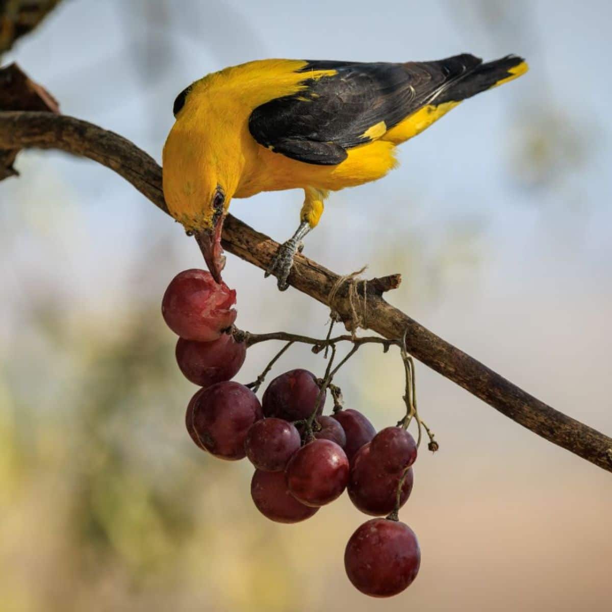 A beautiful black-yellow bird eating ripe grapes.