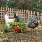 A bunch of backyard chickens eating vegerable scraps in a backyard.