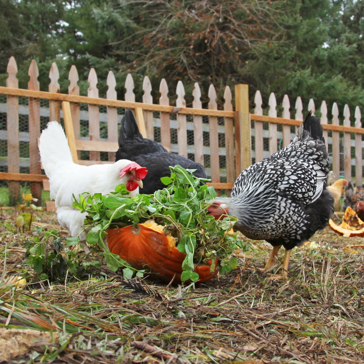 A bunch of backyard chickens eating vegerable scraps in a backyard.