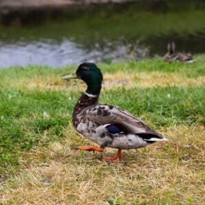 A cute colorful duck walking in a backyard pasture.