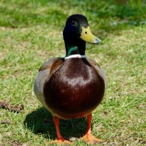 An adorable colorful duck in a backyard pasture on a sunny day.