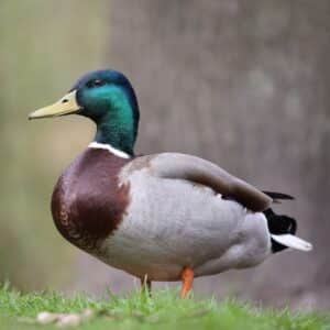 A beautiful Mallard duck in a backyard.