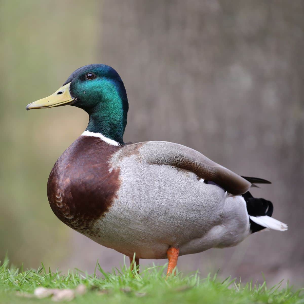 A beautiful Mallard duck in a backyard.