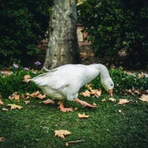 A big white ducks looking for food in a backyard.