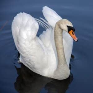 A big white swan swimming in a lake.