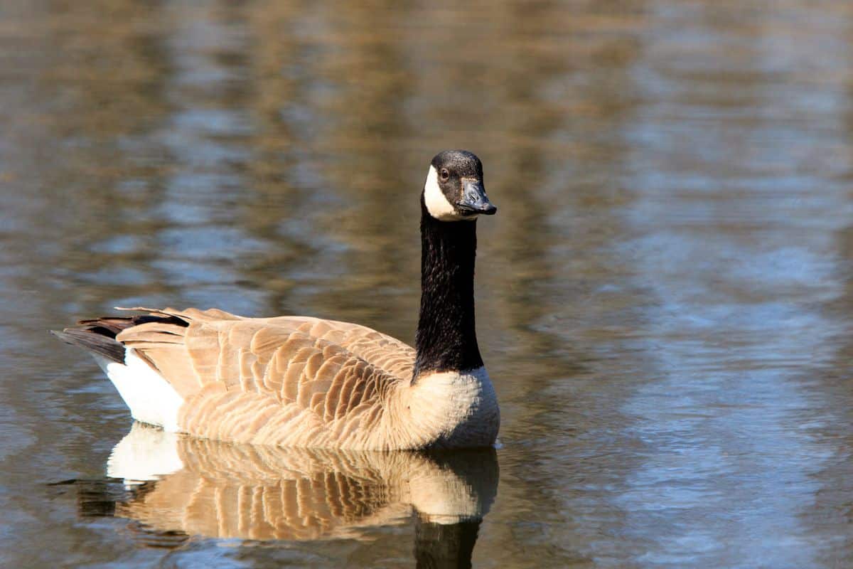 Canadian Goose swimming in a lake.