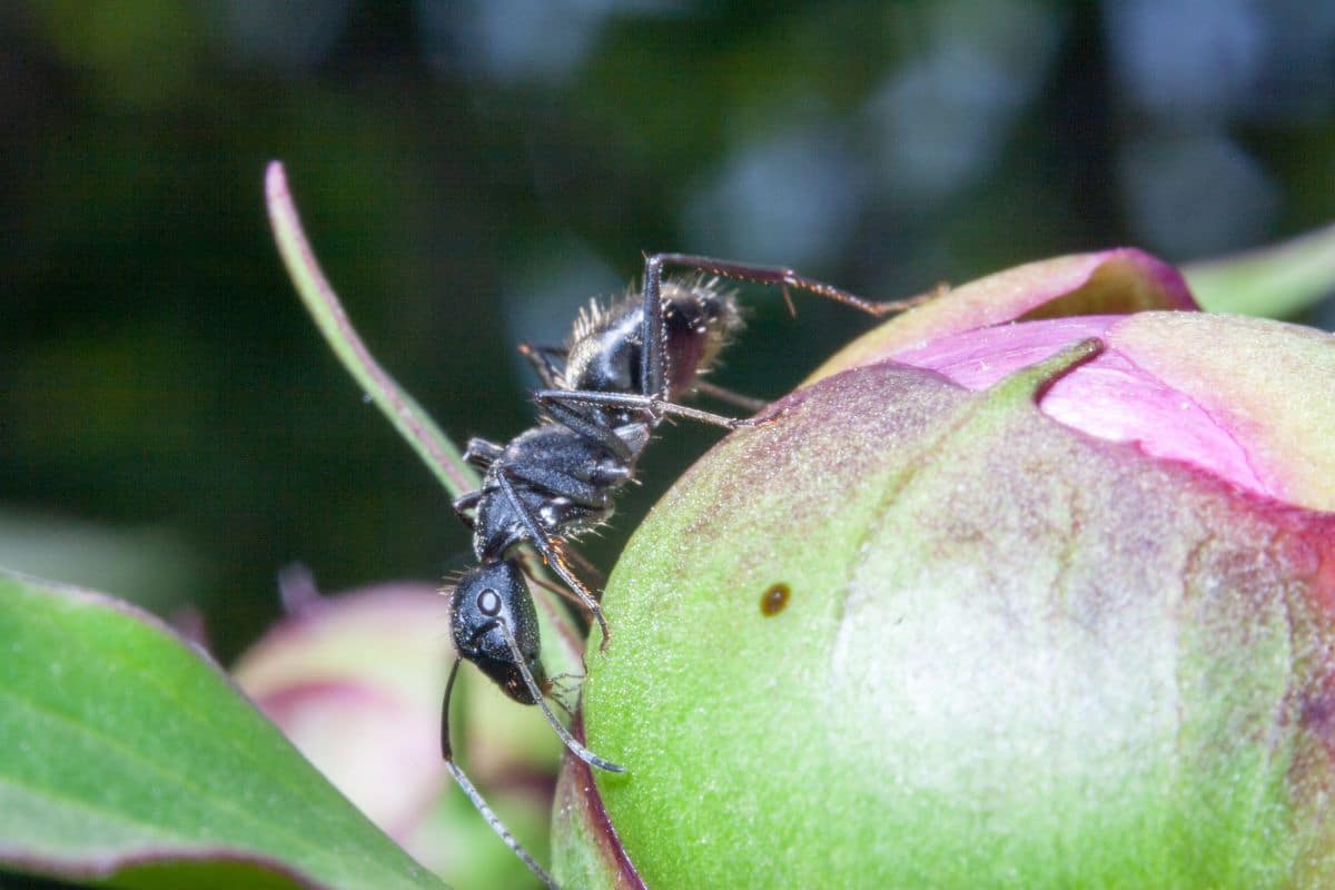 A close-up of carpenter ant on a bulb.