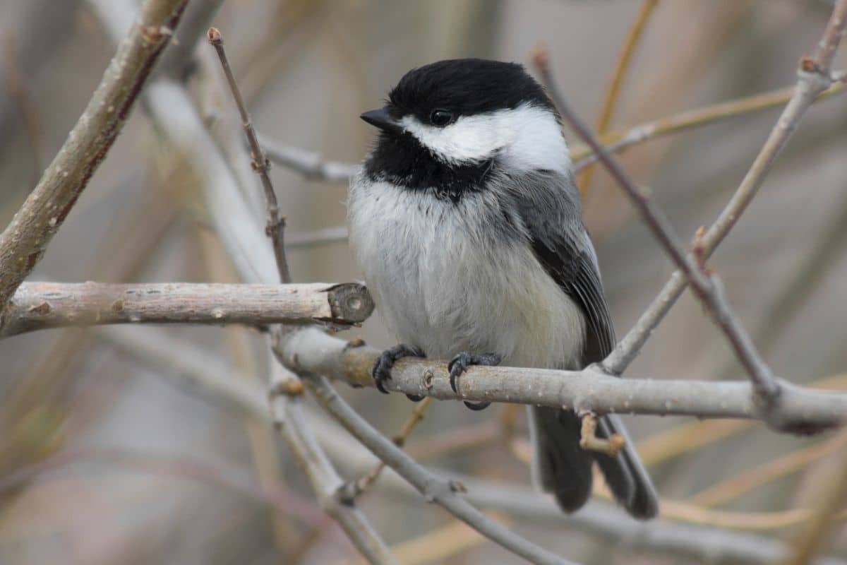 A white-black chickadee sitting on a tree branch.