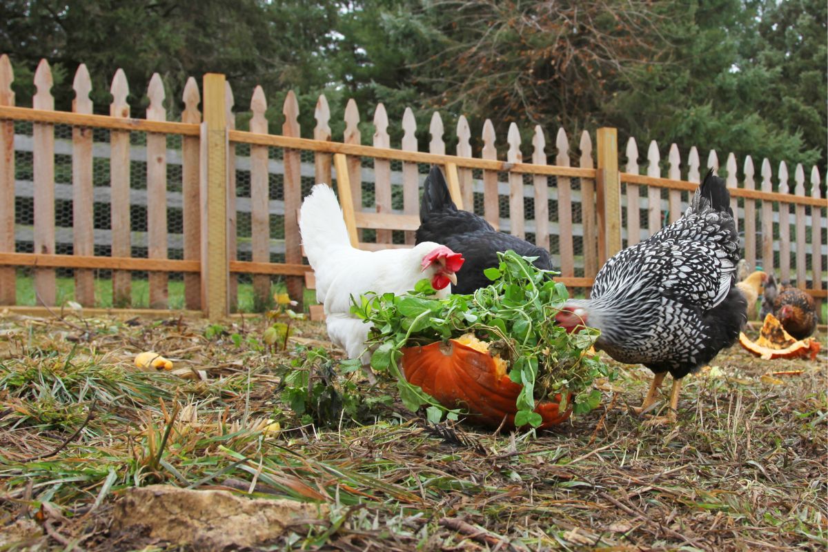 A bunch of backyard chickens eating vegetable scraps in a backyard.
