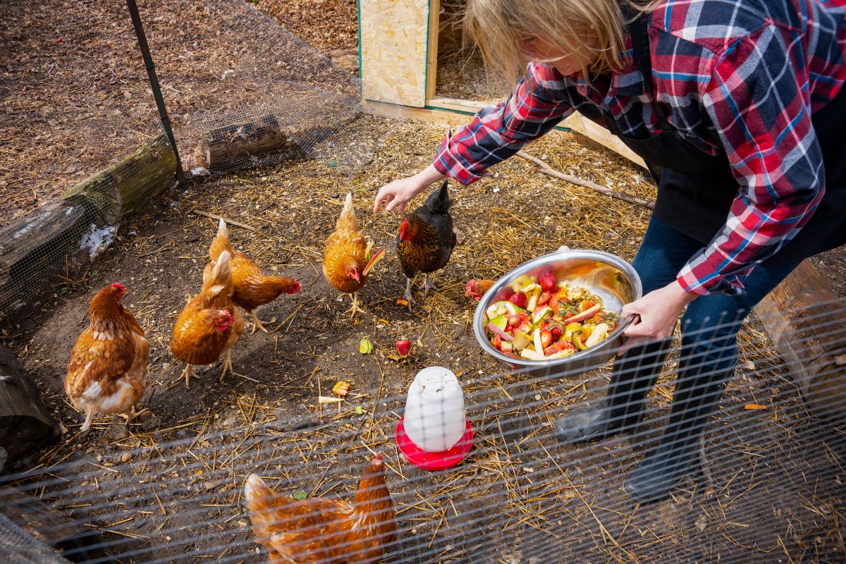 A farmer feeding backyard chickens with vegetable leftovers.