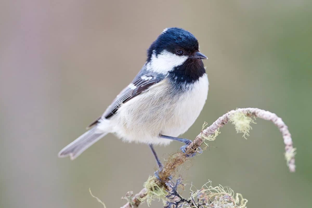 A cute coal tit perching on a branch.