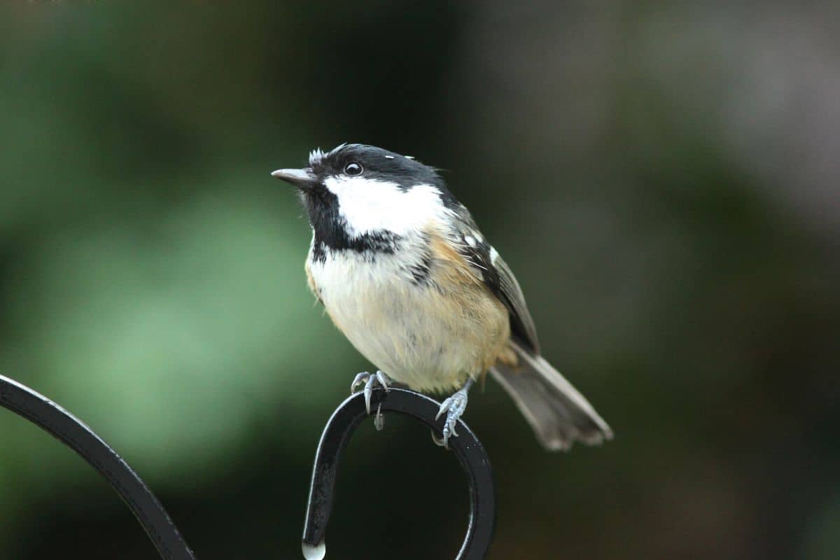 A cute Coal Tit standing on a metal fence.