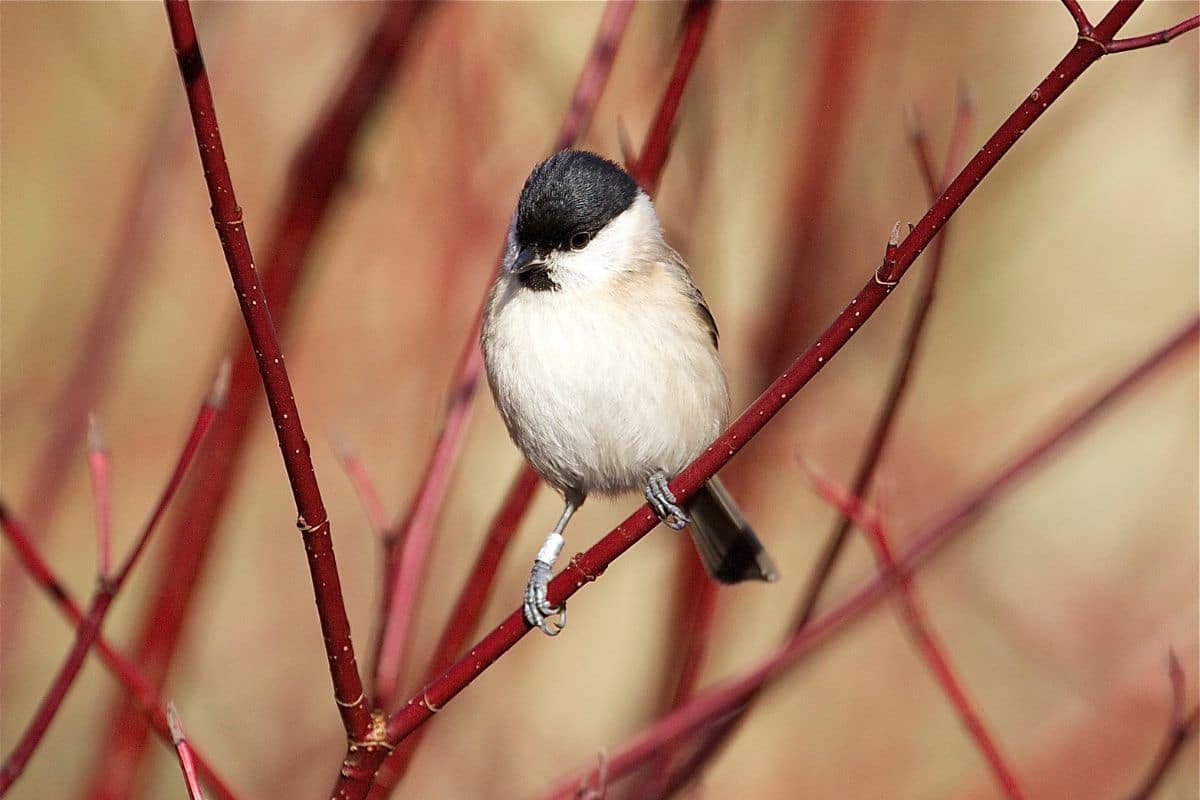 A cute Coal Tit standing on a bush branch.