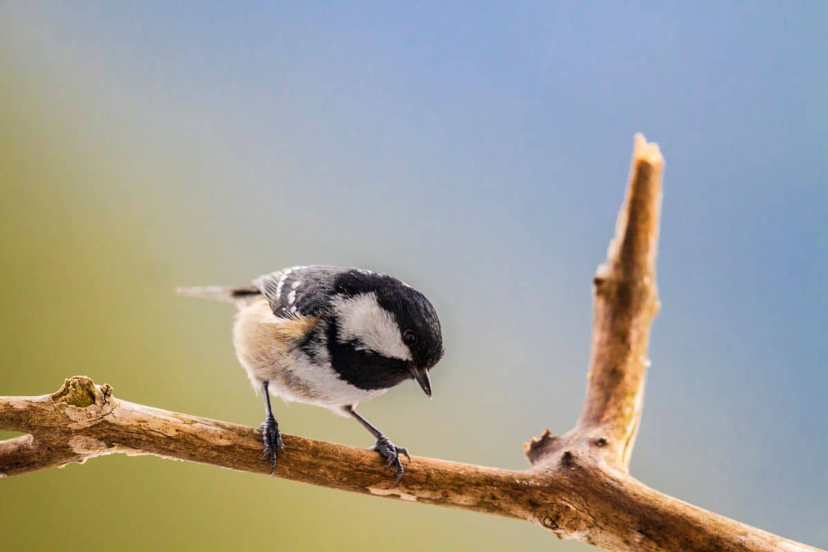 A cute Coal Tit standing on a tree branch.