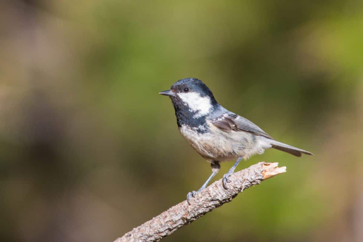 A cute Coal Tit standing on a tree branch.