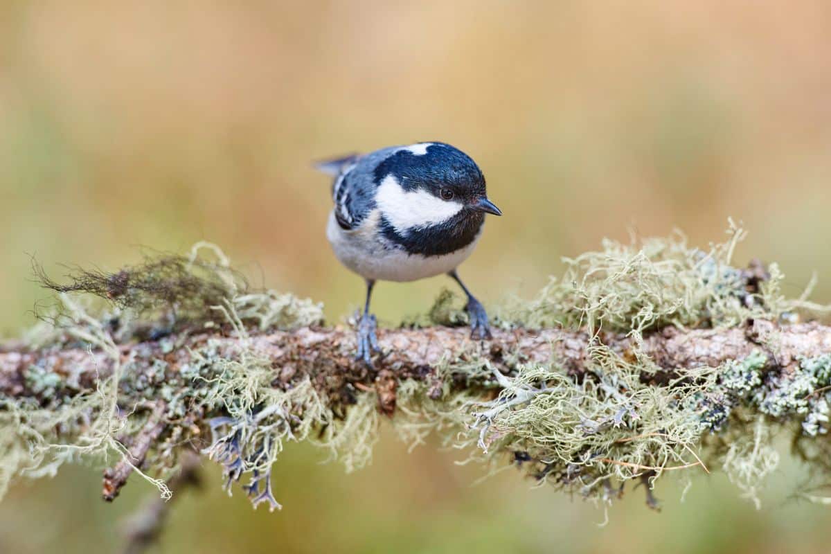 A cute Coal Tit standing on a tree branch.