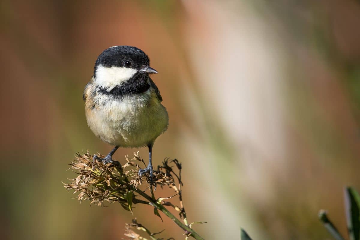 A cute Coal Tit standing on a plant stem.